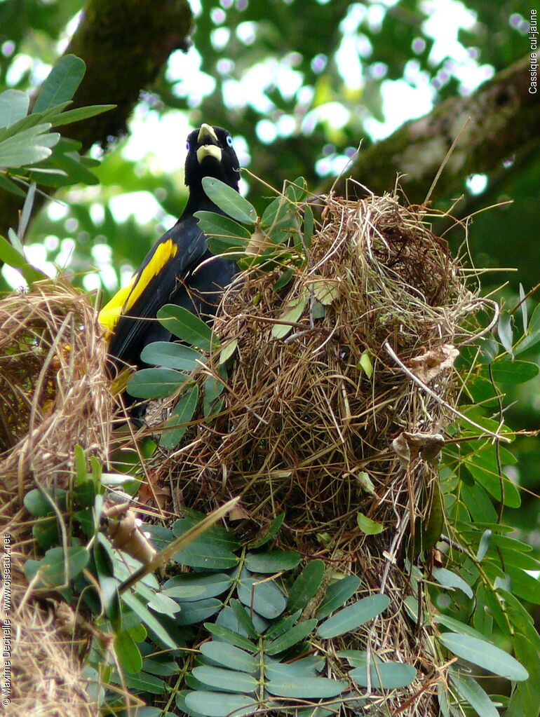 Yellow-rumped Caciqueadult, identification, Reproduction-nesting, song