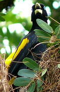 Yellow-rumped Cacique