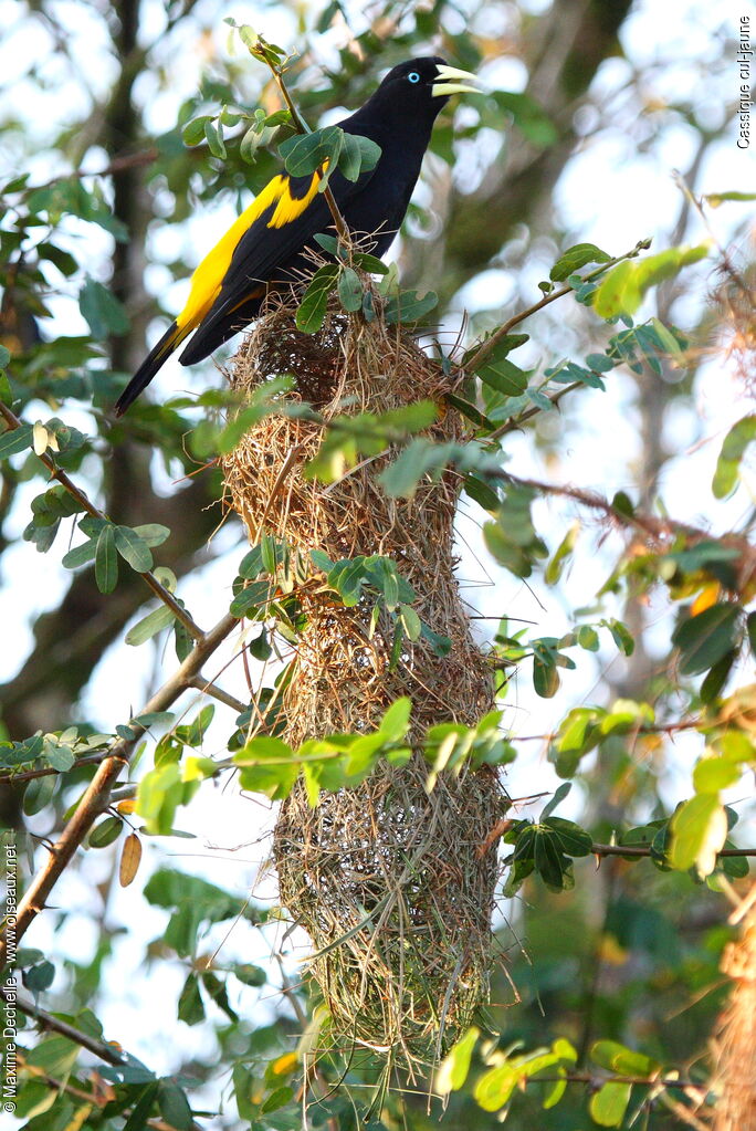 Yellow-rumped Caciqueadult, identification, Reproduction-nesting