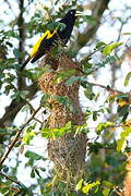 Yellow-rumped Cacique