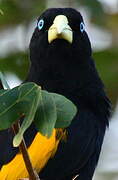 Yellow-rumped Cacique