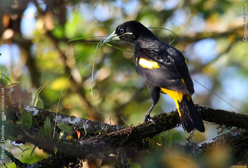 Yellow-rumped Caciqueadult, Reproduction-nesting, Behaviour