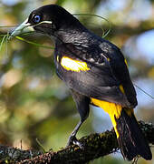 Yellow-rumped Cacique