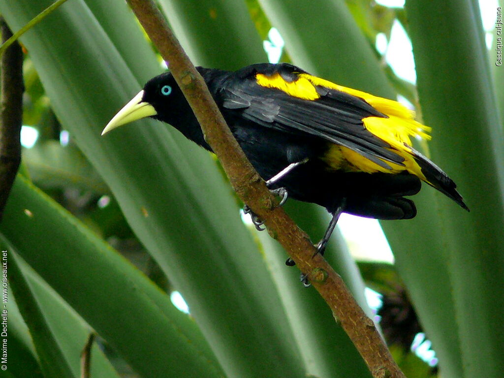 Yellow-rumped Caciqueadult, identification