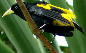 Yellow-rumped Cacique