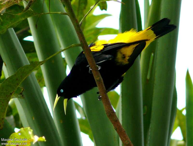 Yellow-rumped Caciqueadult, song, Behaviour