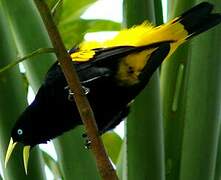 Yellow-rumped Cacique