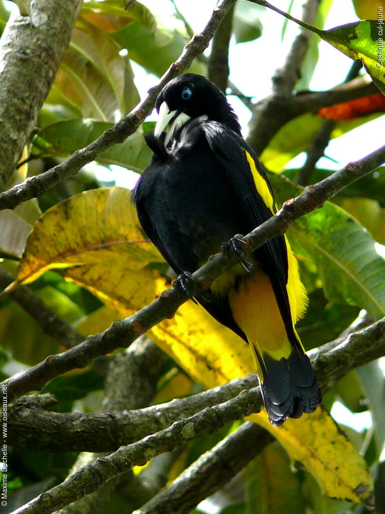 Yellow-rumped Caciqueadult, identification, Behaviour