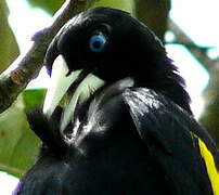 Yellow-rumped Cacique