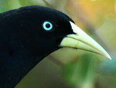 Yellow-rumped Cacique