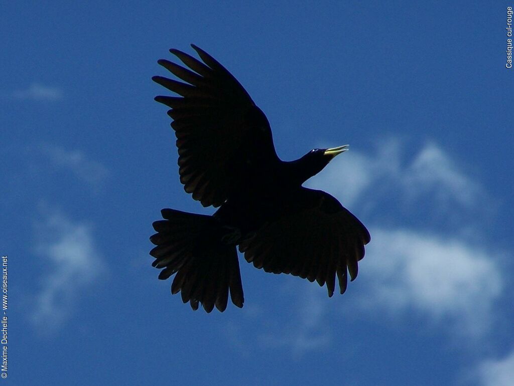 Red-rumped Caciqueadult