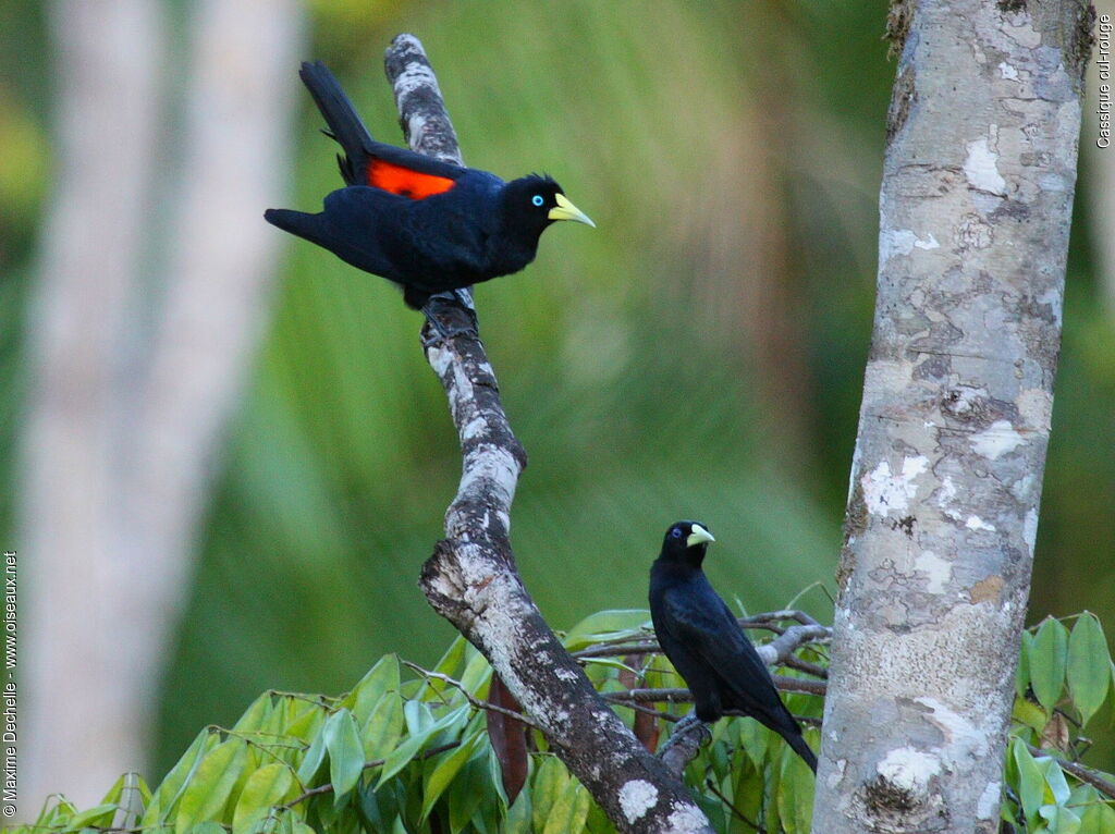 Red-rumped Cacique adult