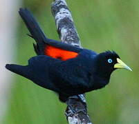 Red-rumped Cacique