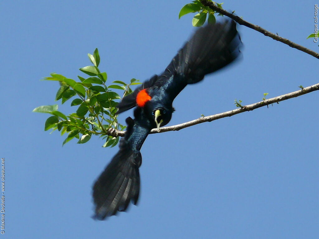 Red-rumped Cacique