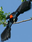 Red-rumped Cacique