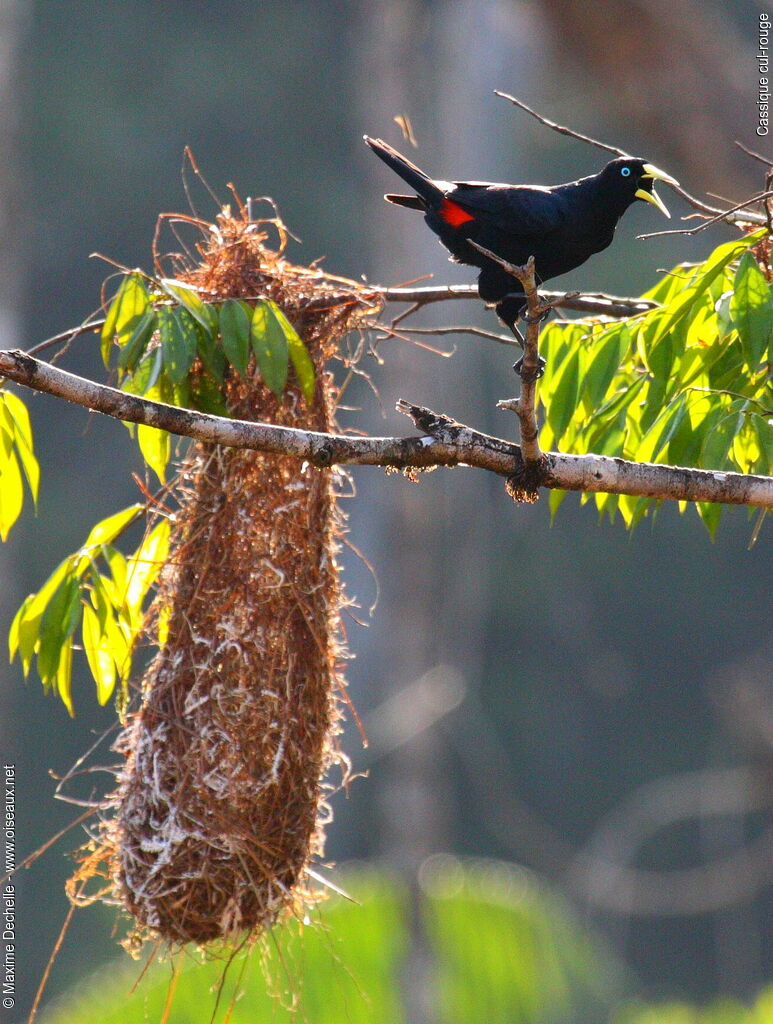 Red-rumped Cacique