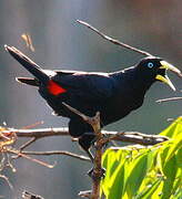 Red-rumped Cacique