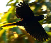 Crested Oropendola