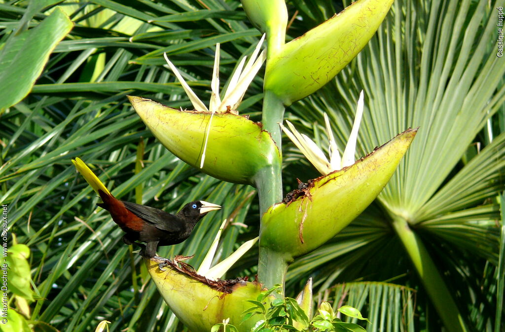 Crested Oropendolaadult, identification