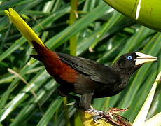 Crested Oropendola