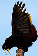 Crested Oropendola