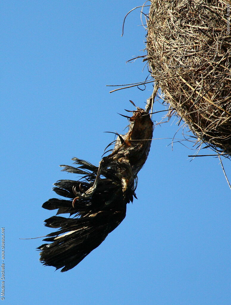 Crested Oropendola, Behaviour