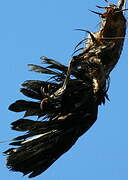 Crested Oropendola