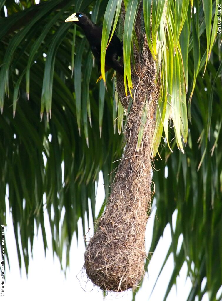 Crested Oropendolaadult, Reproduction-nesting