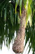 Crested Oropendola