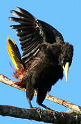 Crested Oropendola