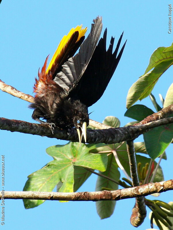Crested Oropendola male adult, identification, song, Behaviour