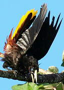 Crested Oropendola