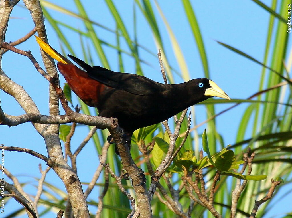 Crested Oropendola male adult, identification