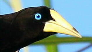 Crested Oropendola