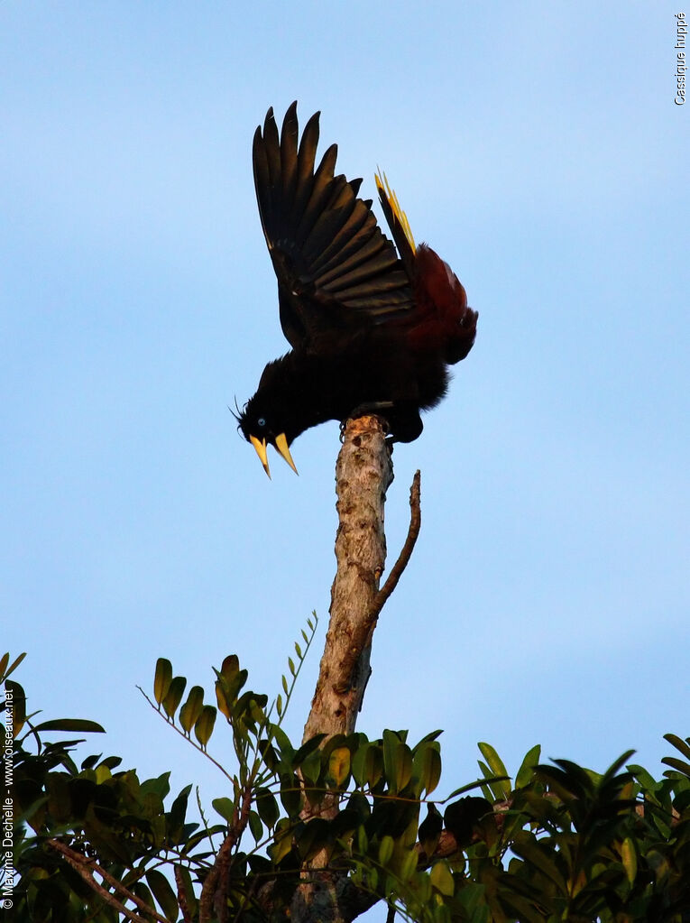 Crested Oropendola male adult breeding, identification, song, Behaviour