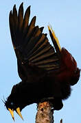 Crested Oropendola