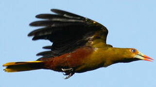 Green Oropendola