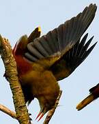 Green Oropendola