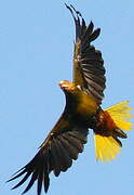 Green Oropendola