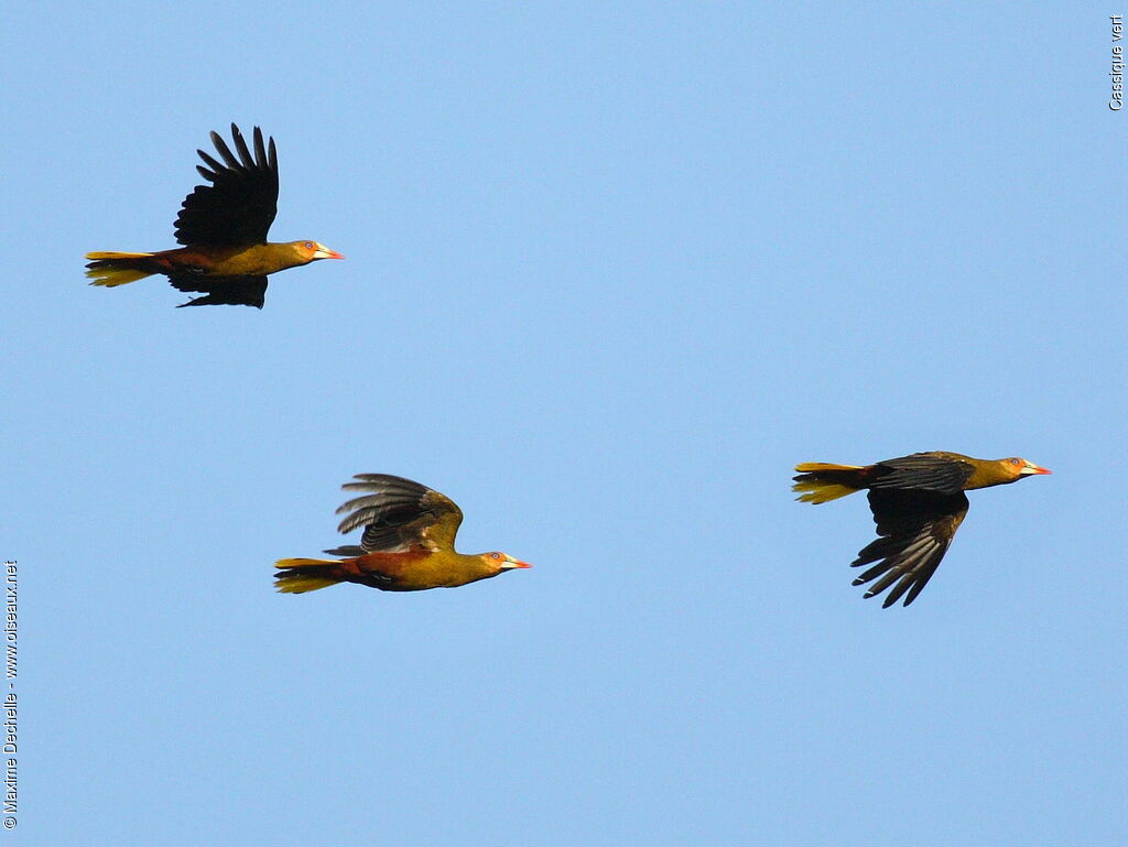 Green Oropendolaadult, Flight