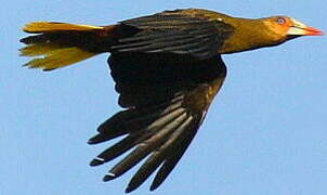 Green Oropendola