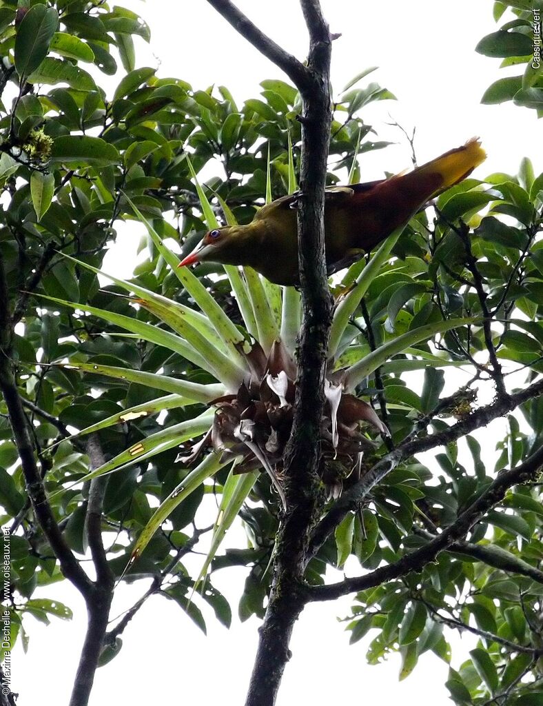 Green Oropendola