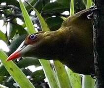 Green Oropendola