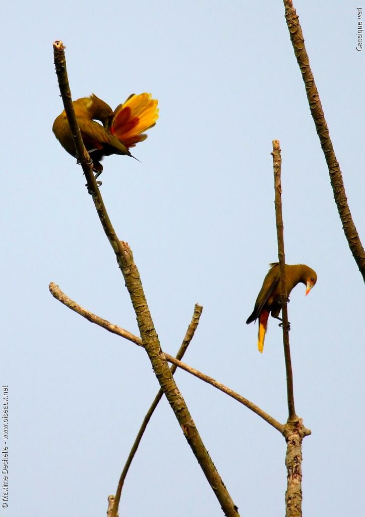 Green Oropendola adult, identification, Behaviour