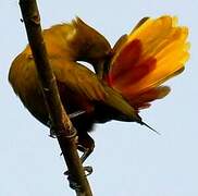 Green Oropendola