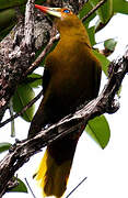 Green Oropendola