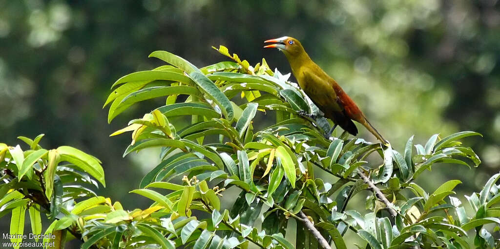 Green Oropendolaadult, identification