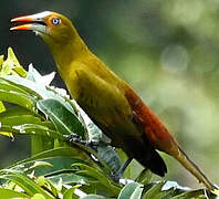 Green Oropendola