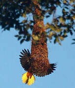 Green Oropendola