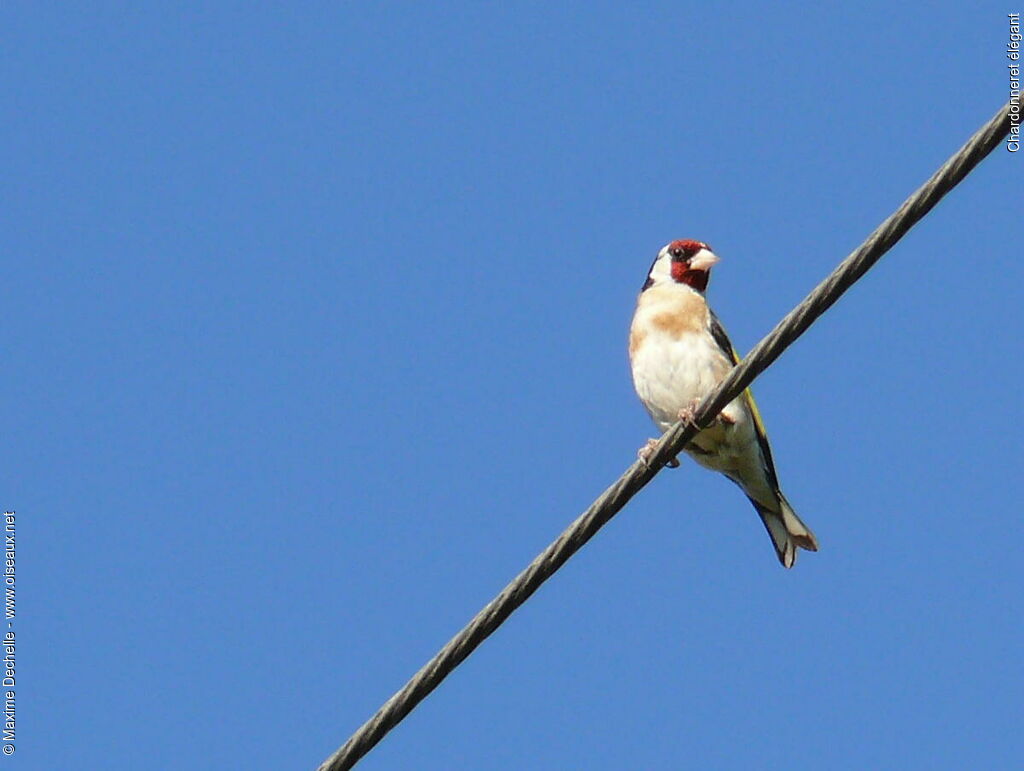 European Goldfinch